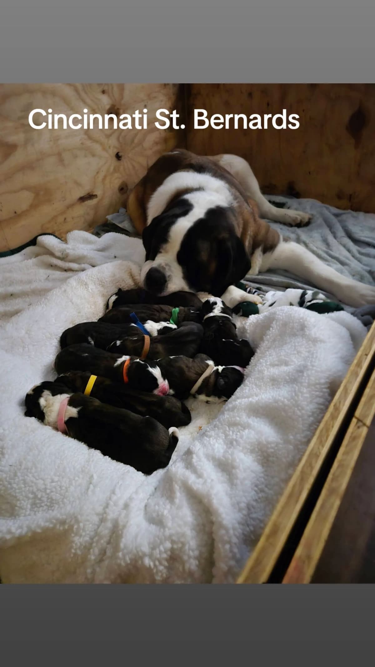 Saint Bernard Puppies breeder image 6