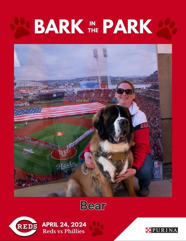 Saint Bernard Puppies media 2