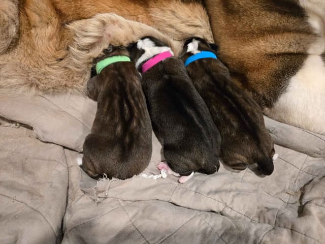 Saint Bernard Puppies media 3