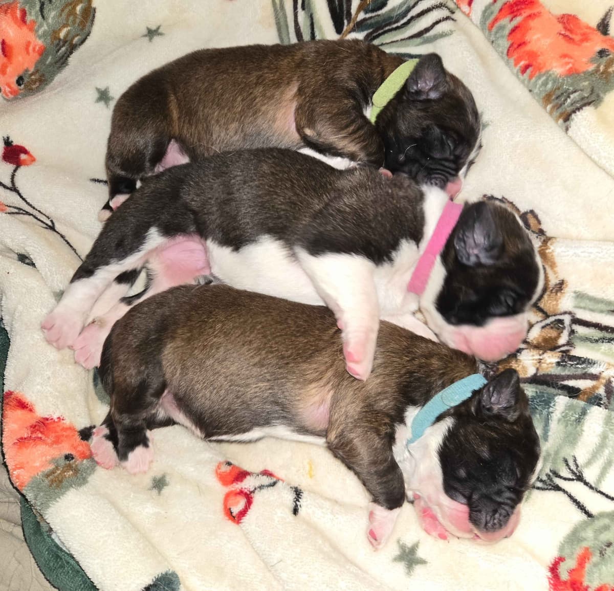 Saint Bernard Puppies breeder image 7