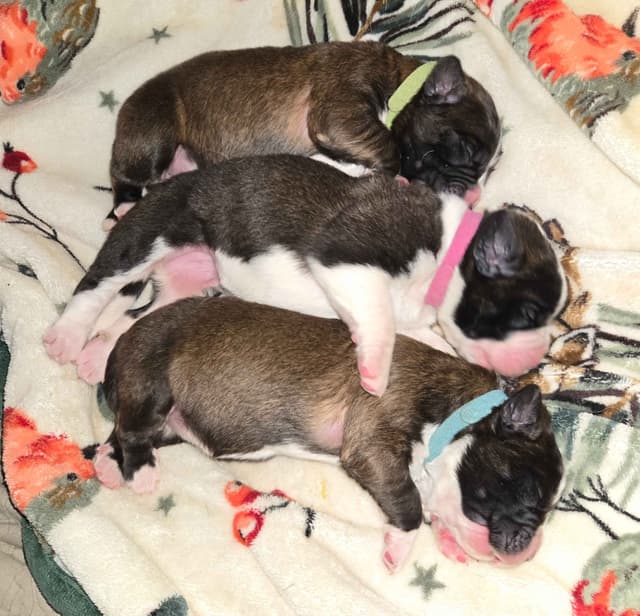 Saint Bernard Puppies media 5