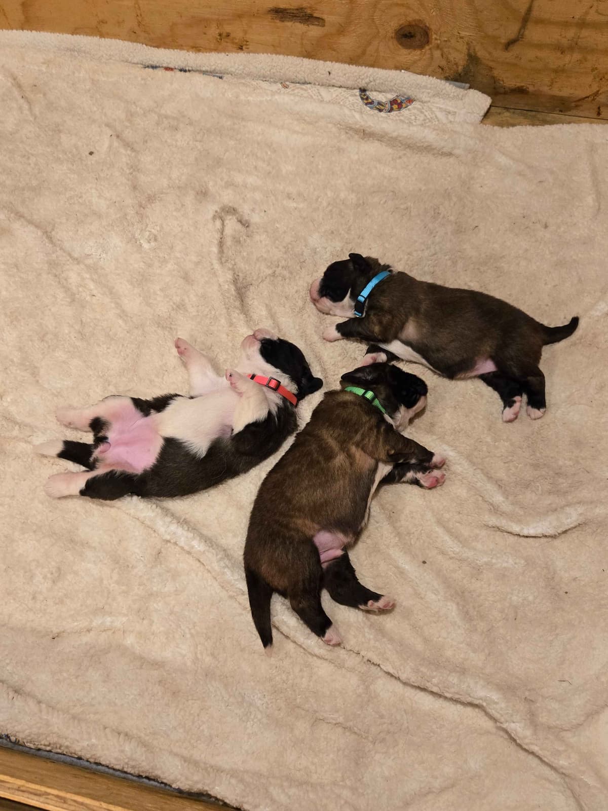 Saint Bernard Puppies breeder image 8