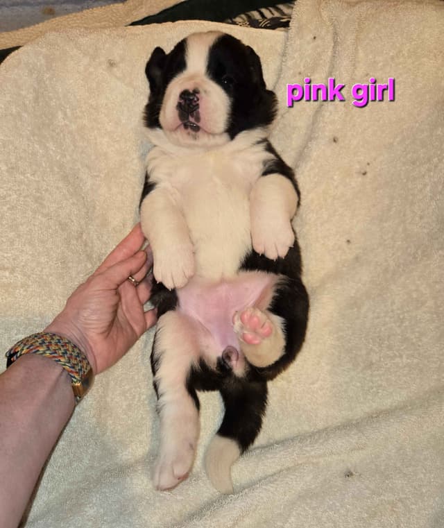 Saint Bernard Puppies media 8
