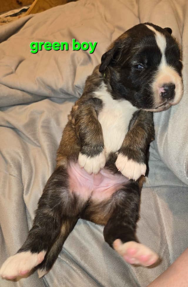 Saint Bernard Puppies media 11