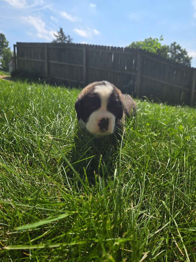 Saint Bernard Puppies media 12