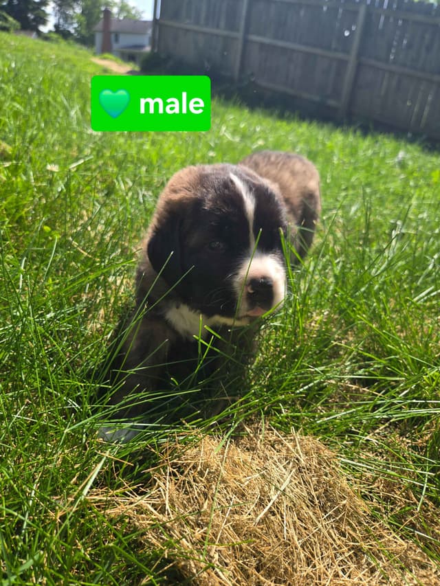 Saint Bernard Puppies media 13