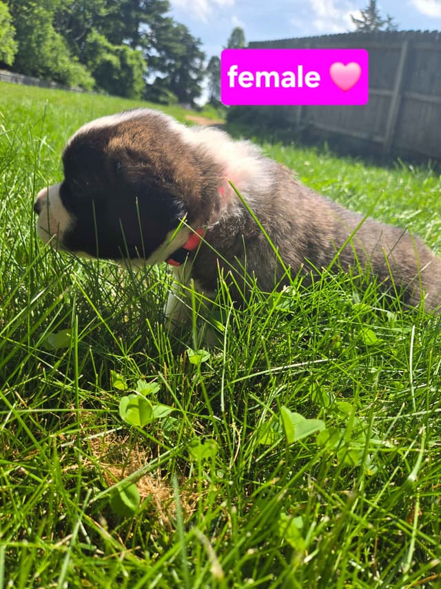 Saint Bernard Puppies media 14