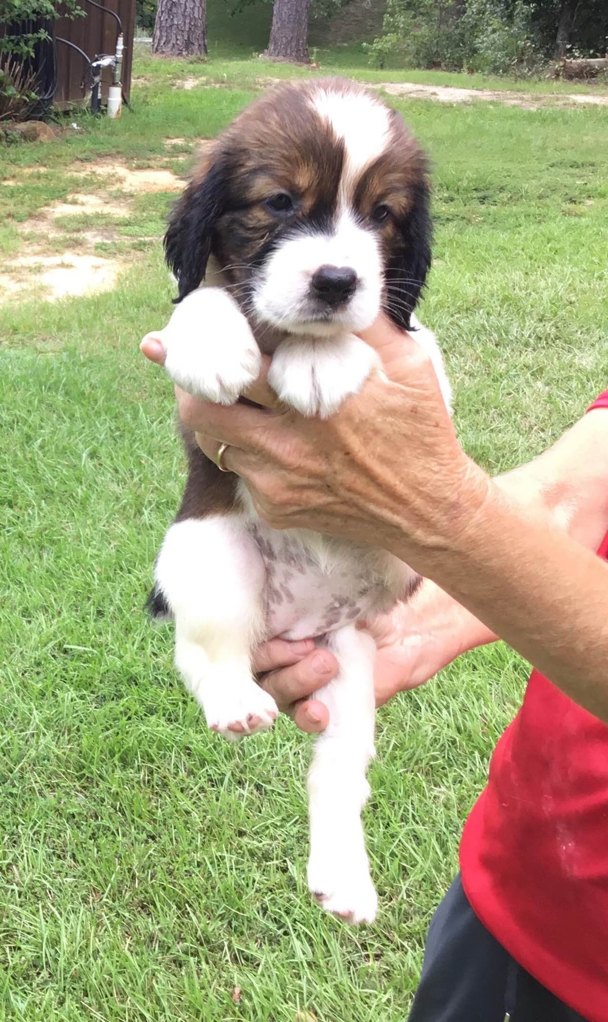 English Springer Spaniel Puppies 4 weeks old 15th of June. breeder image 2