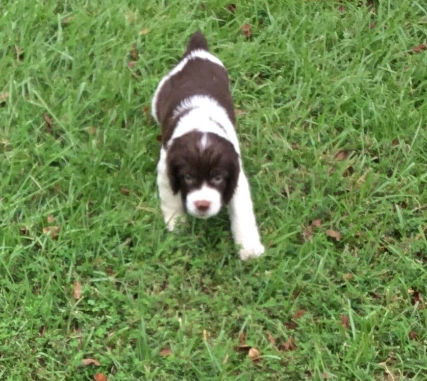 English Springer Spaniel Puppies 4 weeks old 15th of June. breeder image 1