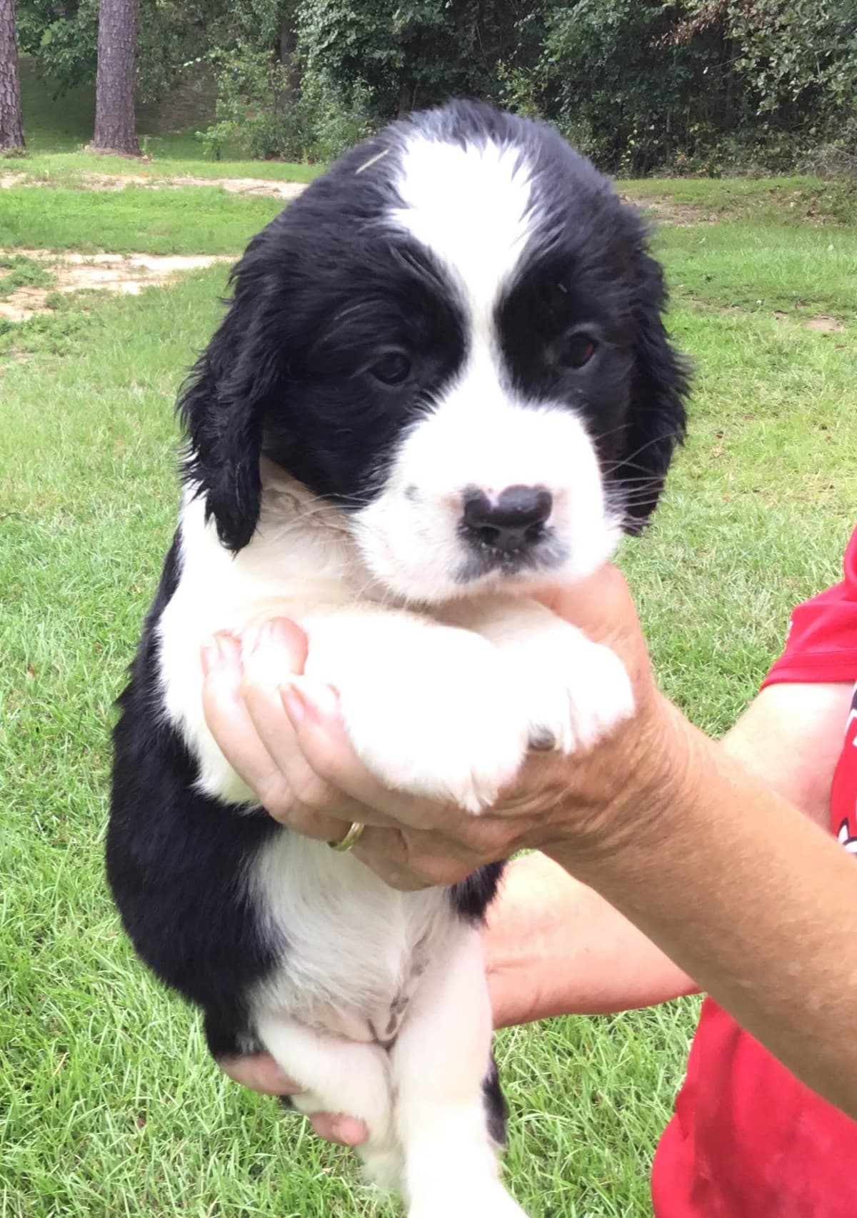 English Springer Spaniel Puppies 4 weeks old 15th of June. breeder image 4