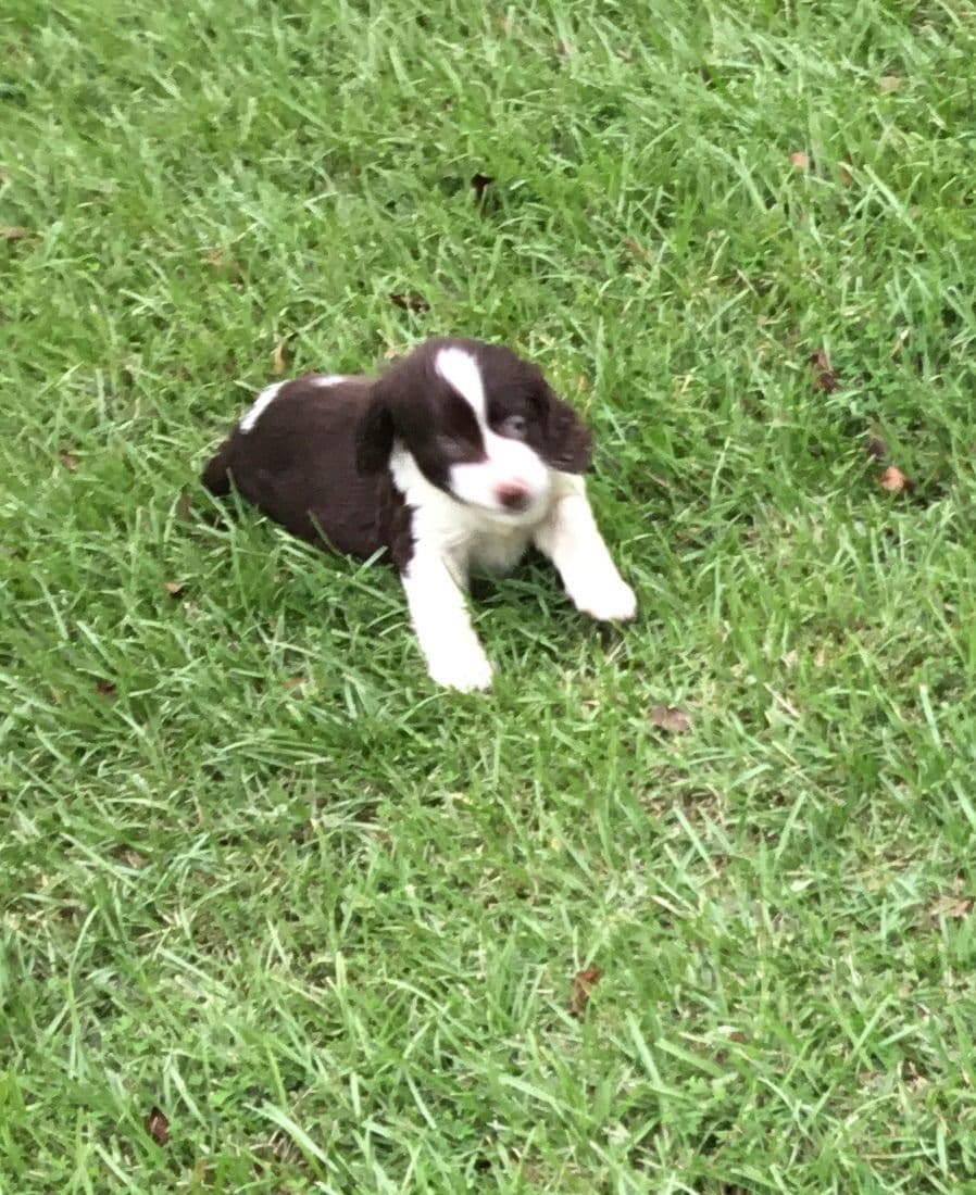 English Springer Spaniel Puppies 4 weeks old 15th of June. breeder image 3