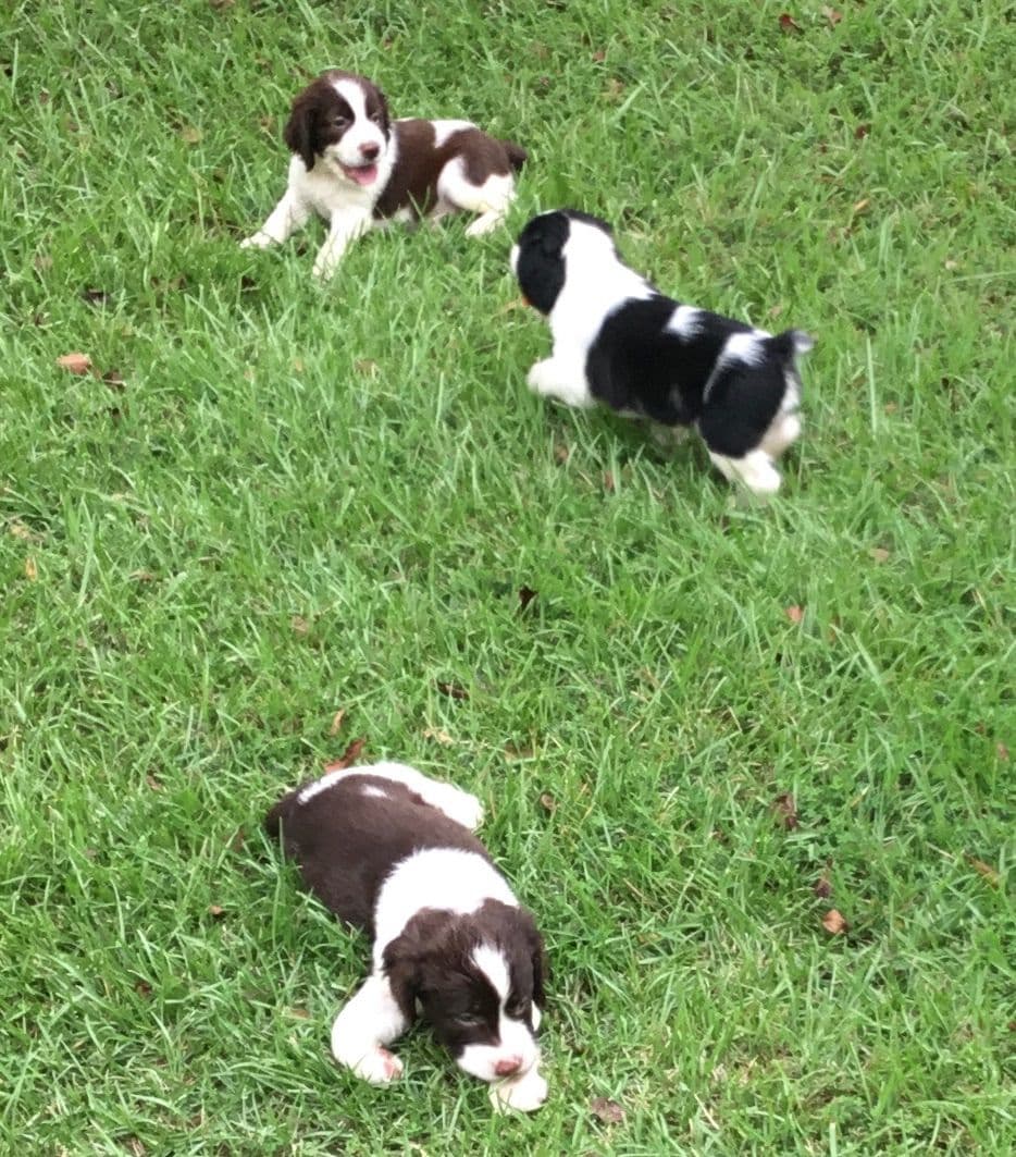 English Springer Spaniel Puppies 4 weeks old 15th of June. breeder image 5