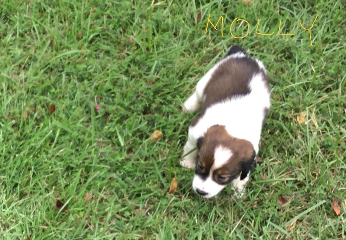 English Springer Spaniel Puppies 4 weeks old 15th of June. breeder image 6