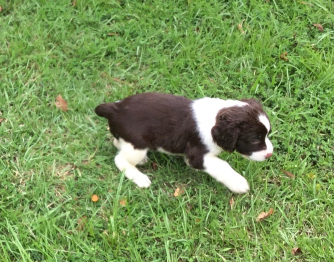 English Springer Spaniel Puppies 4 weeks old 15th of June. breeder image 7