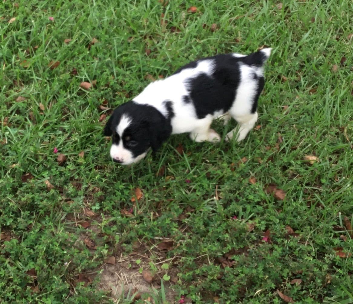 English Springer Spaniel Puppies 4 weeks old 15th of June. breeder image 8