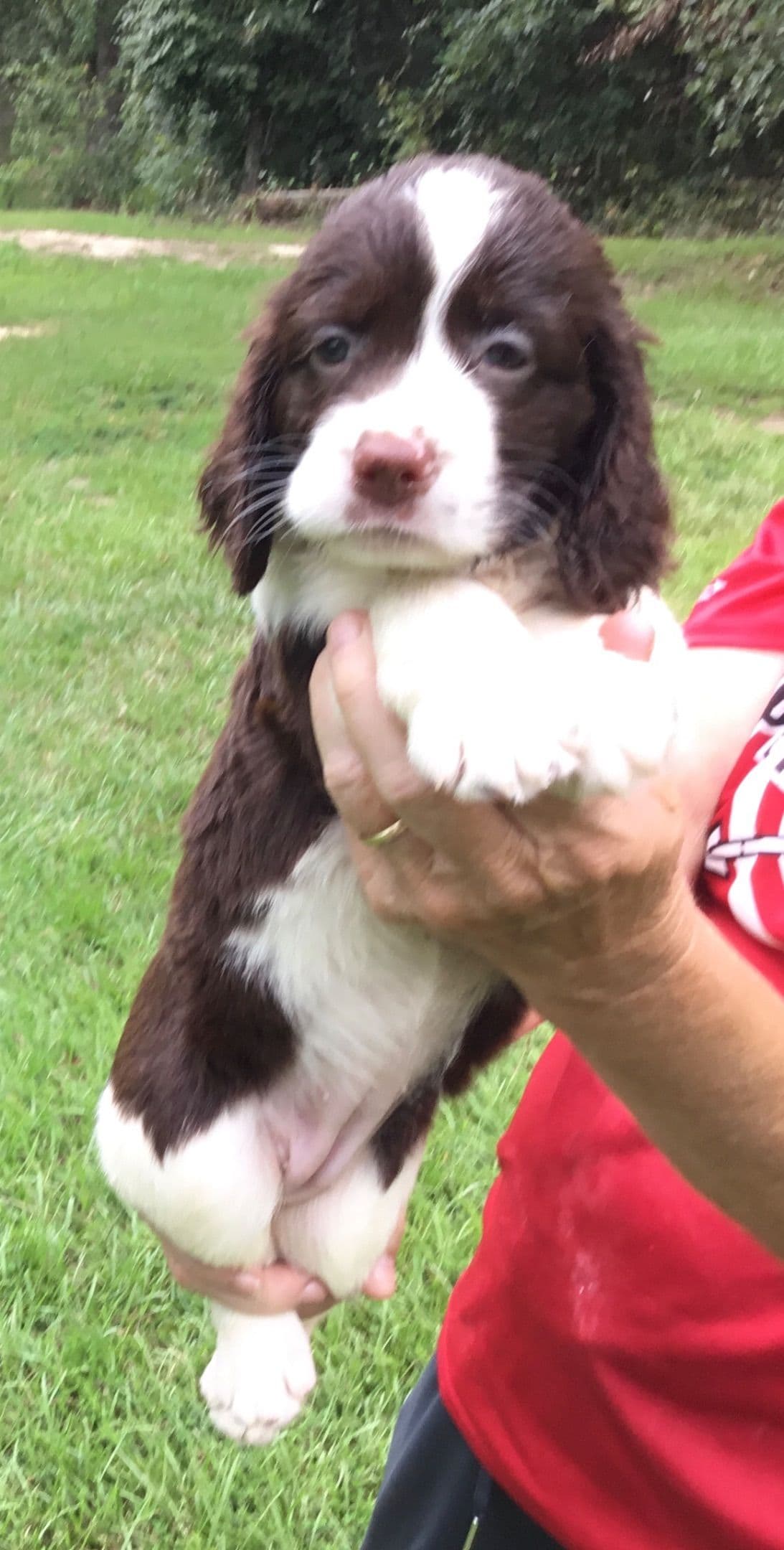 English Springer Spaniel Puppies 4 weeks old 15th of June. breeder image 9