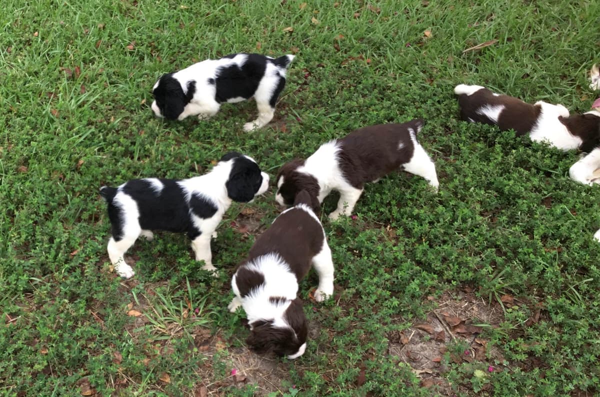 English Springer Spaniel Puppies 4 weeks old 15th of June. breeder image 12