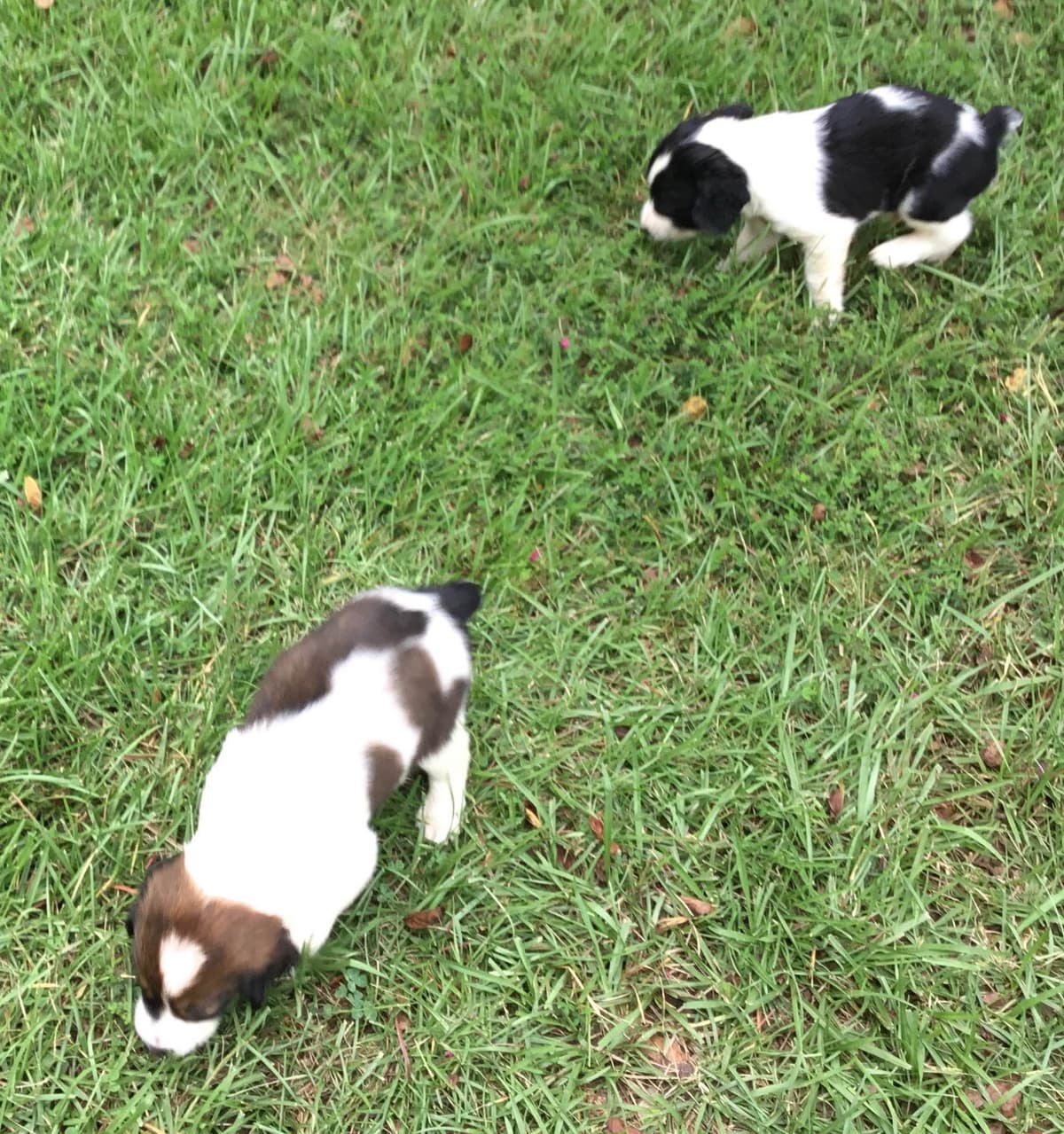 English Springer Spaniel Puppies 4 weeks old 15th of June. breeder image 11