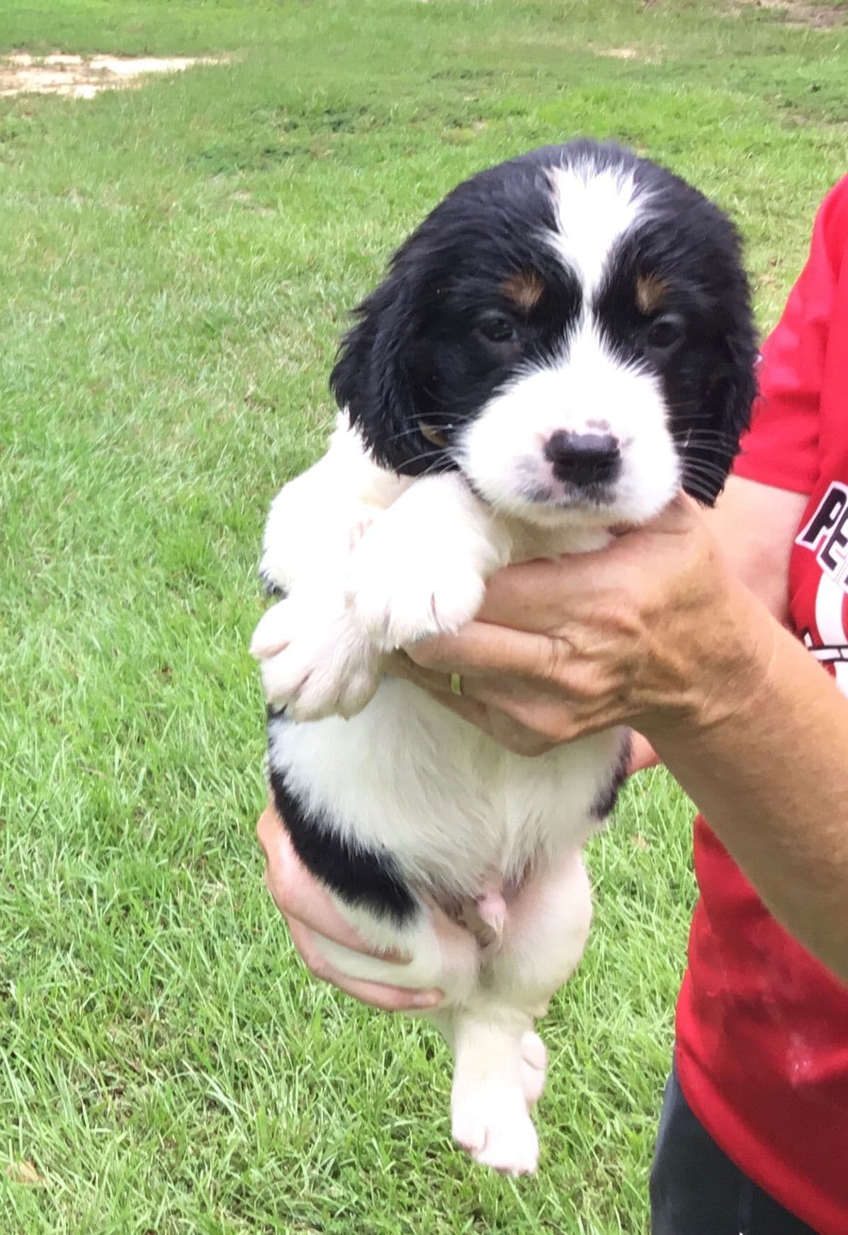 English Springer Spaniel Puppies 4 weeks old 15th of June. breeder image 10