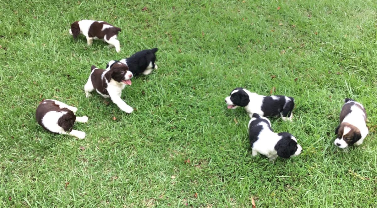 English Springer Spaniel Puppies 4 weeks old 15th of June. breeder image 13