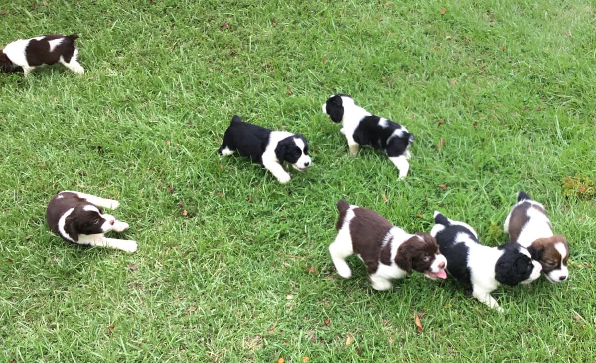 English Springer Spaniel Puppies 4 weeks old 15th of June. breeder image 14