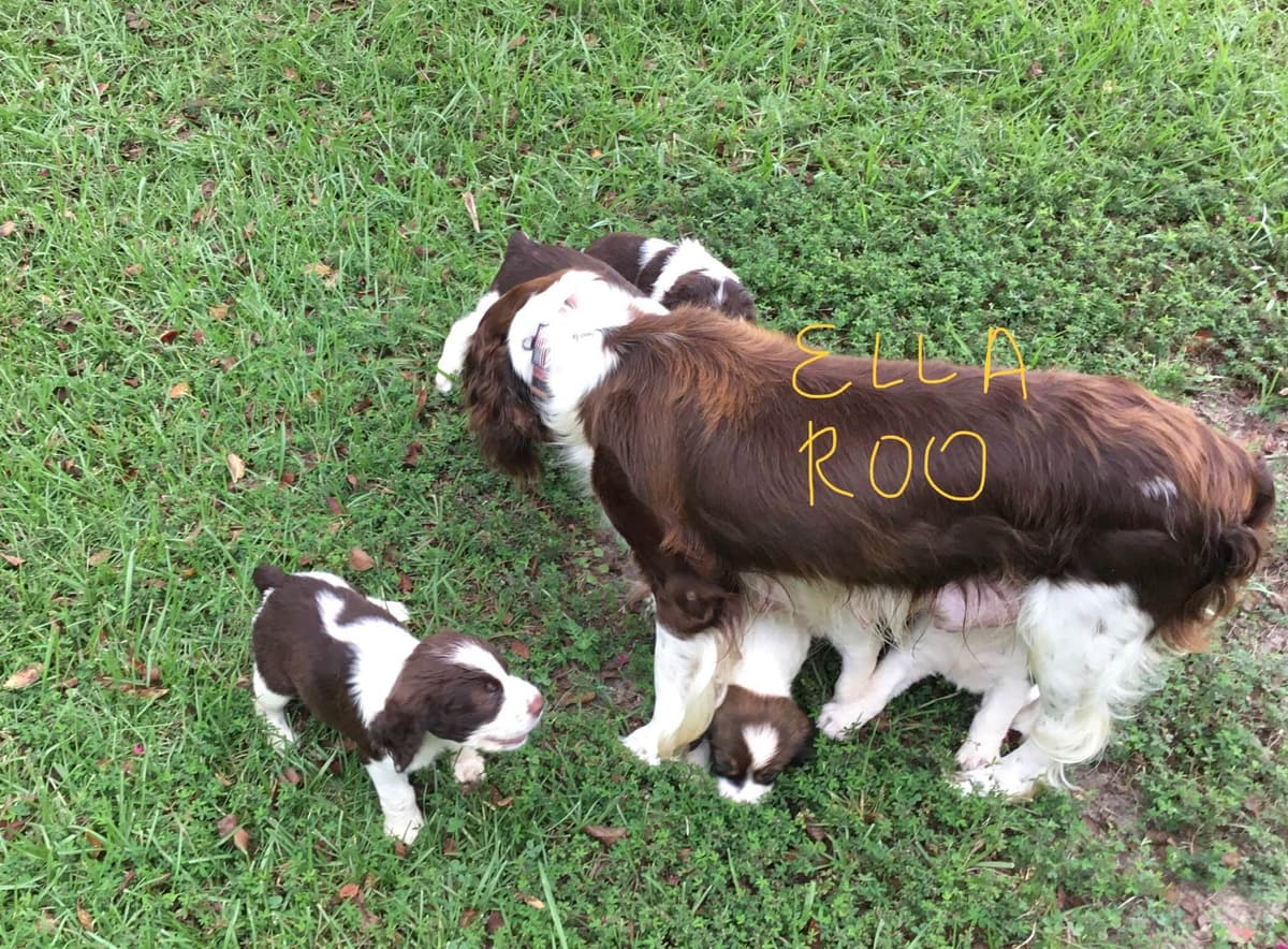 English Springer Spaniel Puppies 4 weeks old 15th of June. breeder image 17