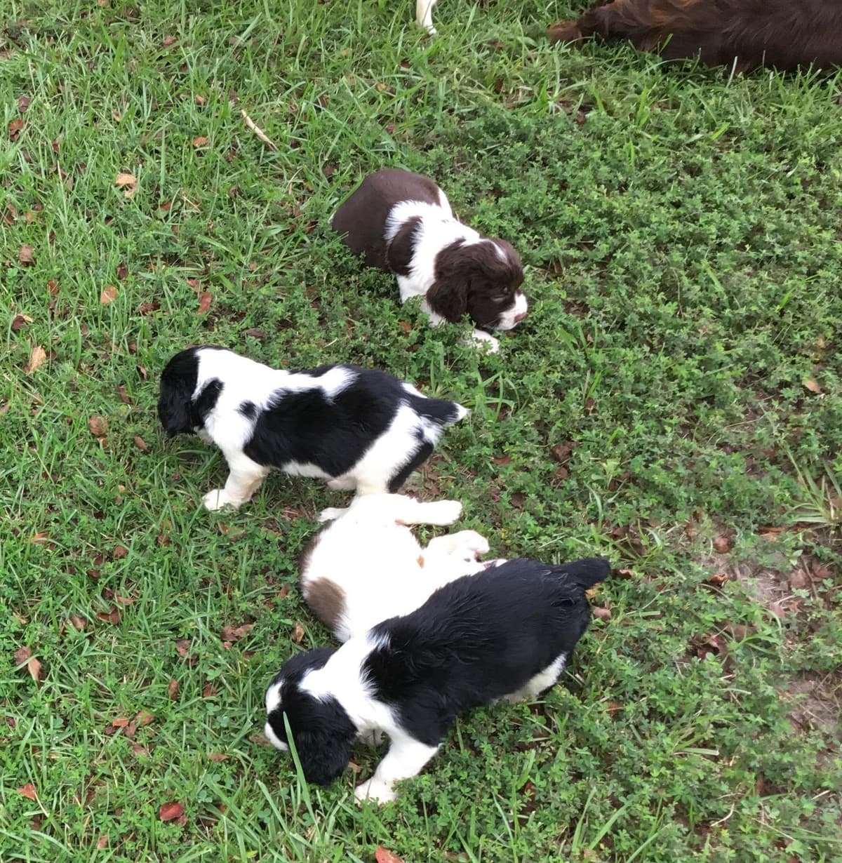 English Springer Spaniel Puppies 4 weeks old 15th of June. breeder image 18