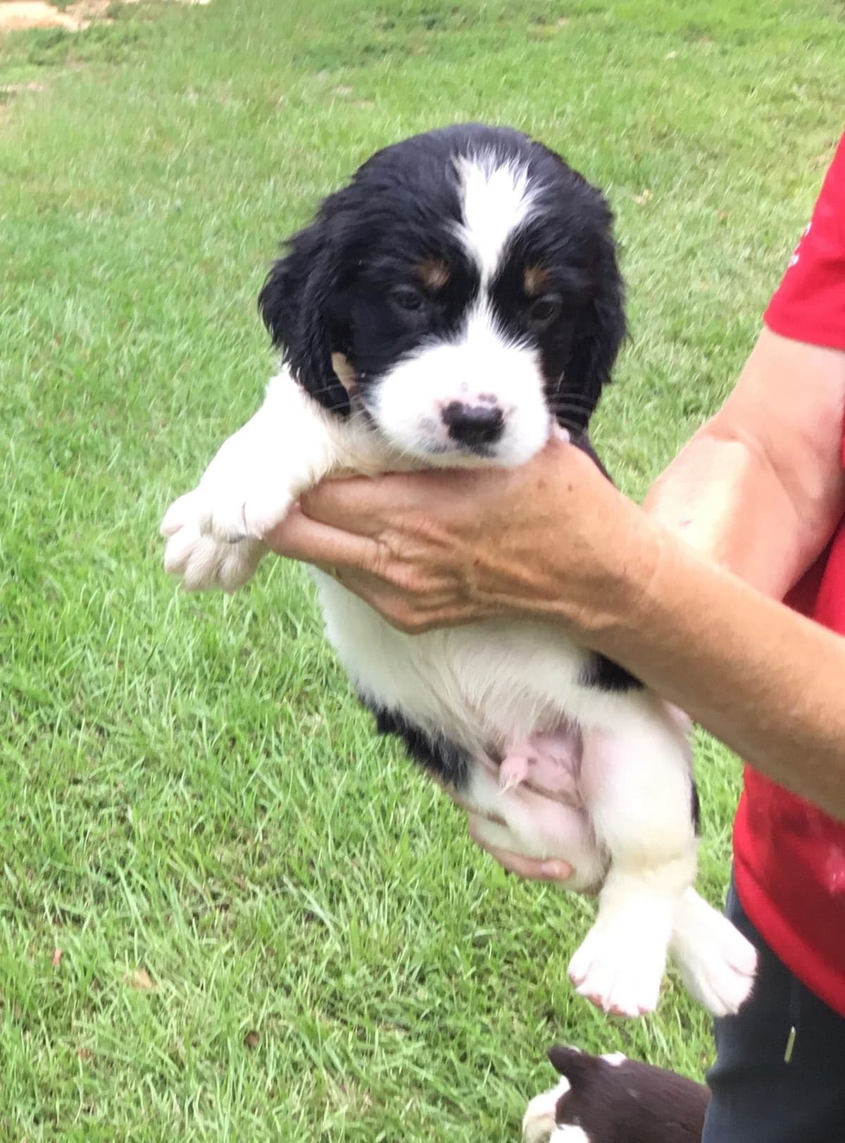 English Springer Spaniel Puppies 4 weeks old 15th of June. breeder image 16