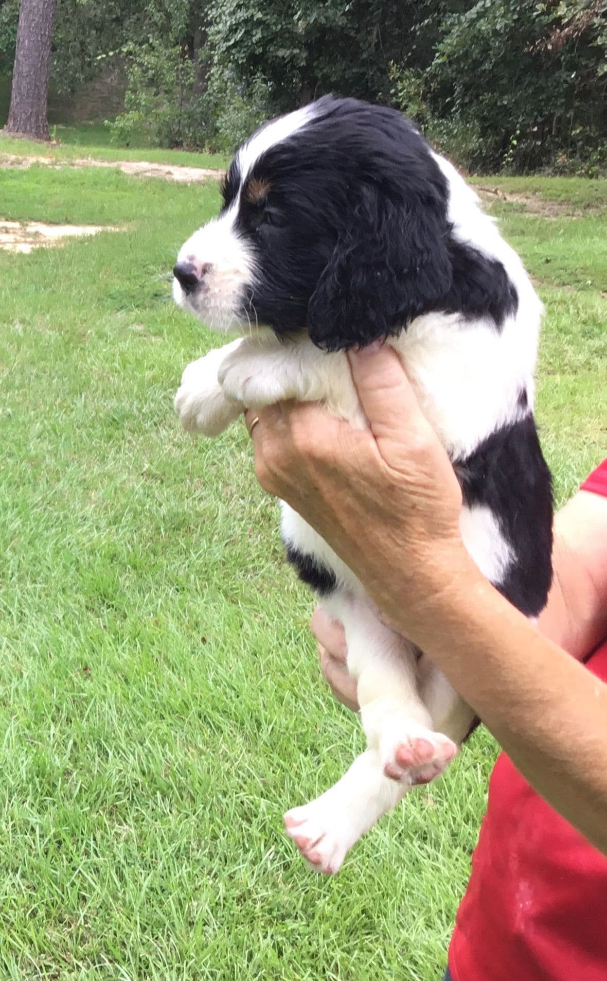 English Springer Spaniel Puppies 4 weeks old 15th of June. breeder image 20