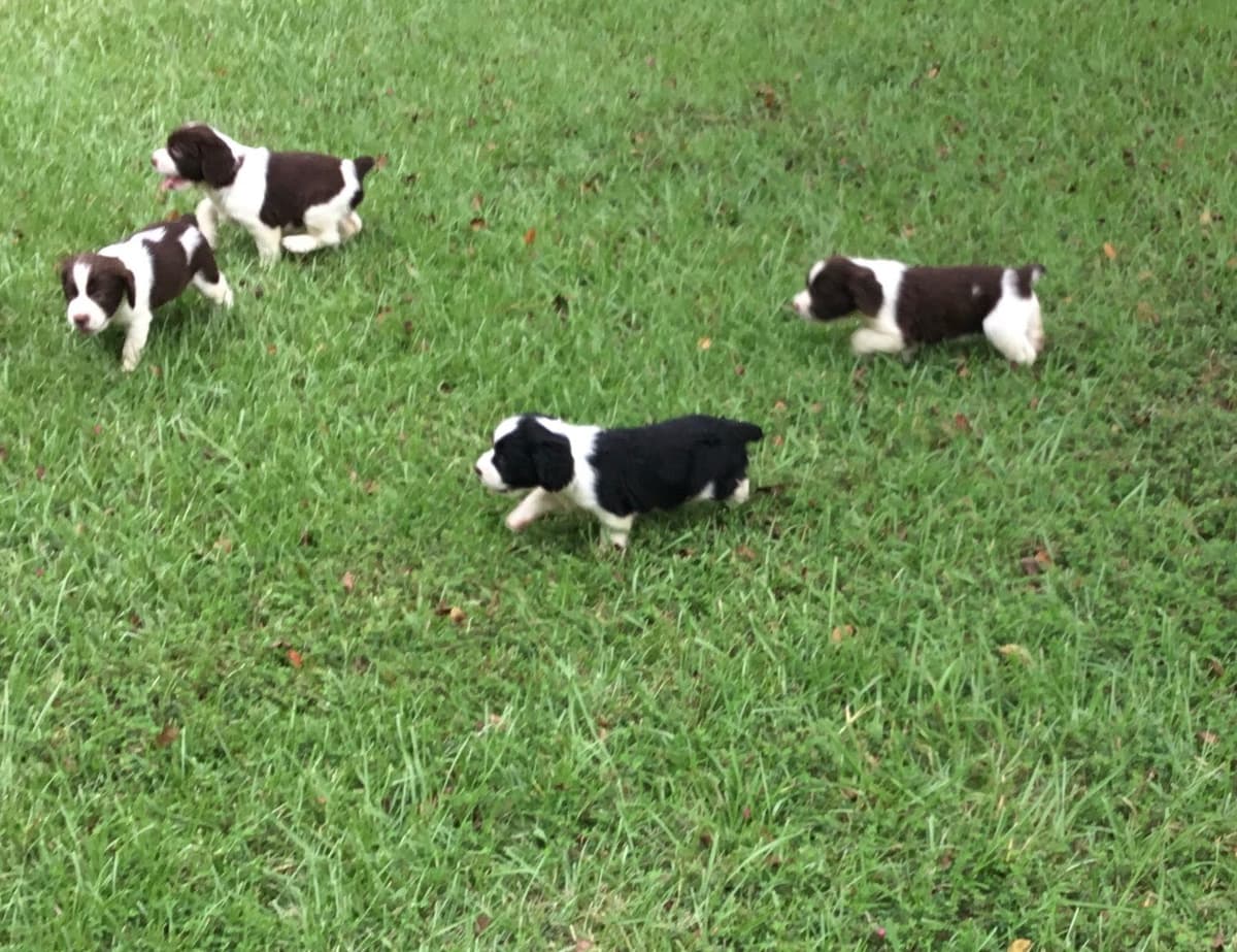 English Springer Spaniel Puppies 4 weeks old 15th of June. breeder image 22