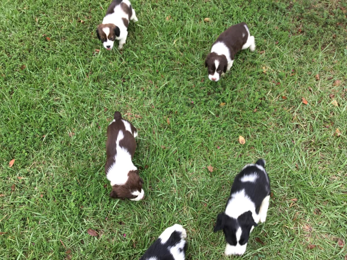 English Springer Spaniel Puppies 4 weeks old 15th of June. breeder image 24