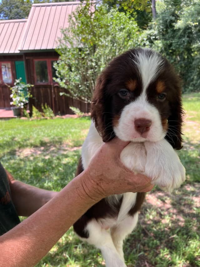 English Springer Spaniel Puppies 4 weeks old 15th of June. media 3