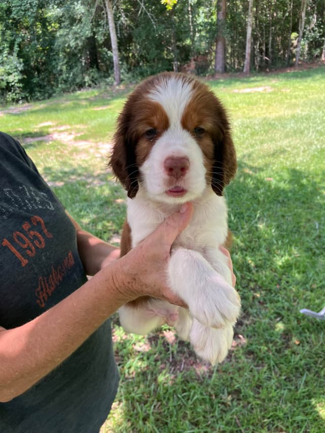 English Springer Spaniel Puppies 4 weeks old 15th of June. media 2