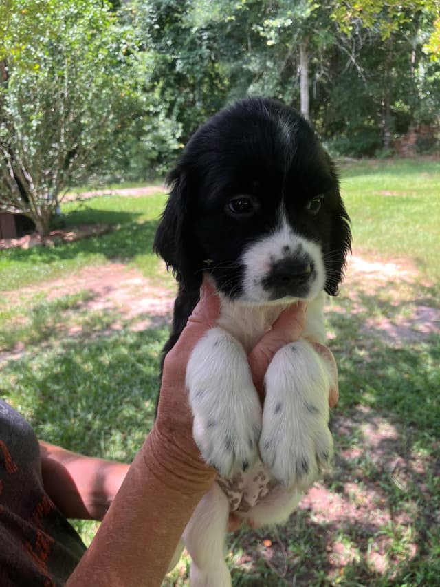English Springer Spaniel Puppies 4 weeks old 15th of June. media 4