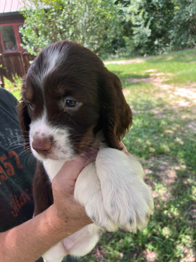 English Springer Spaniel Puppies 4 weeks old 15th of June. media 5