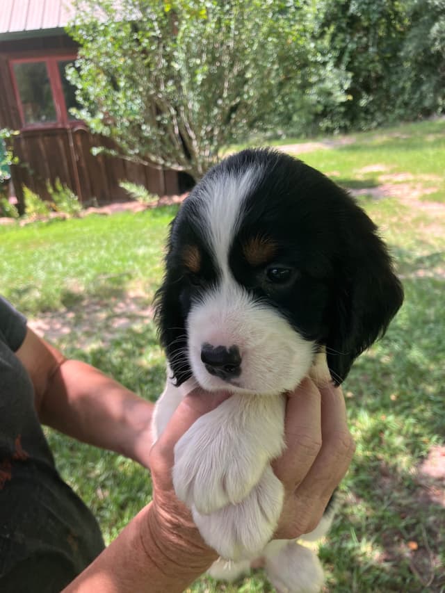 English Springer Spaniel Puppies 4 weeks old 15th of June. media 6