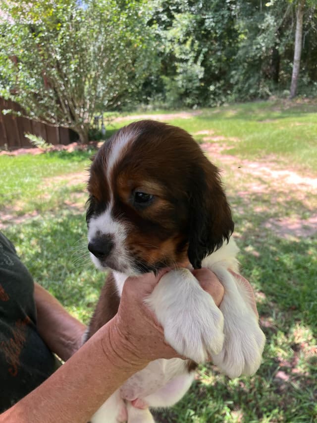 English Springer Spaniel Puppies 4 weeks old 15th of June. media 7