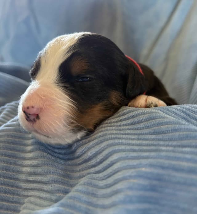 Bernese Mountain Dog Puppies media 2