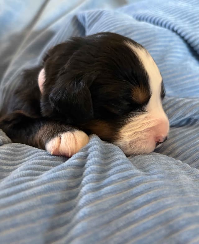 Bernese Mountain Dog Puppies media 4
