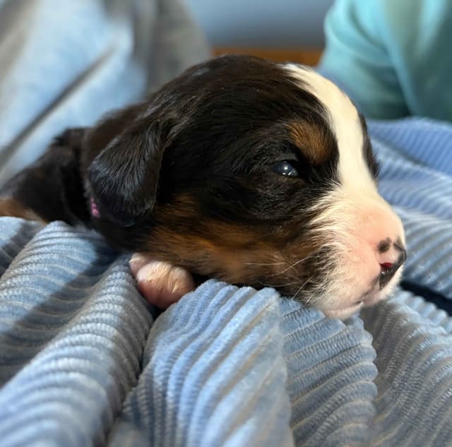 Bernese Mountain Dog Puppies media 5