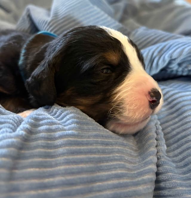 Bernese Mountain Dog Puppies media 6
