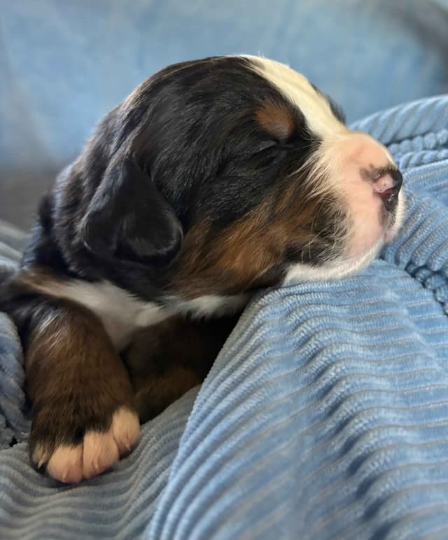 Bernese Mountain Dog Puppies media 7