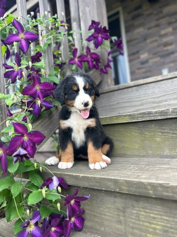 Bernese Mountain Dog Puppies media 8