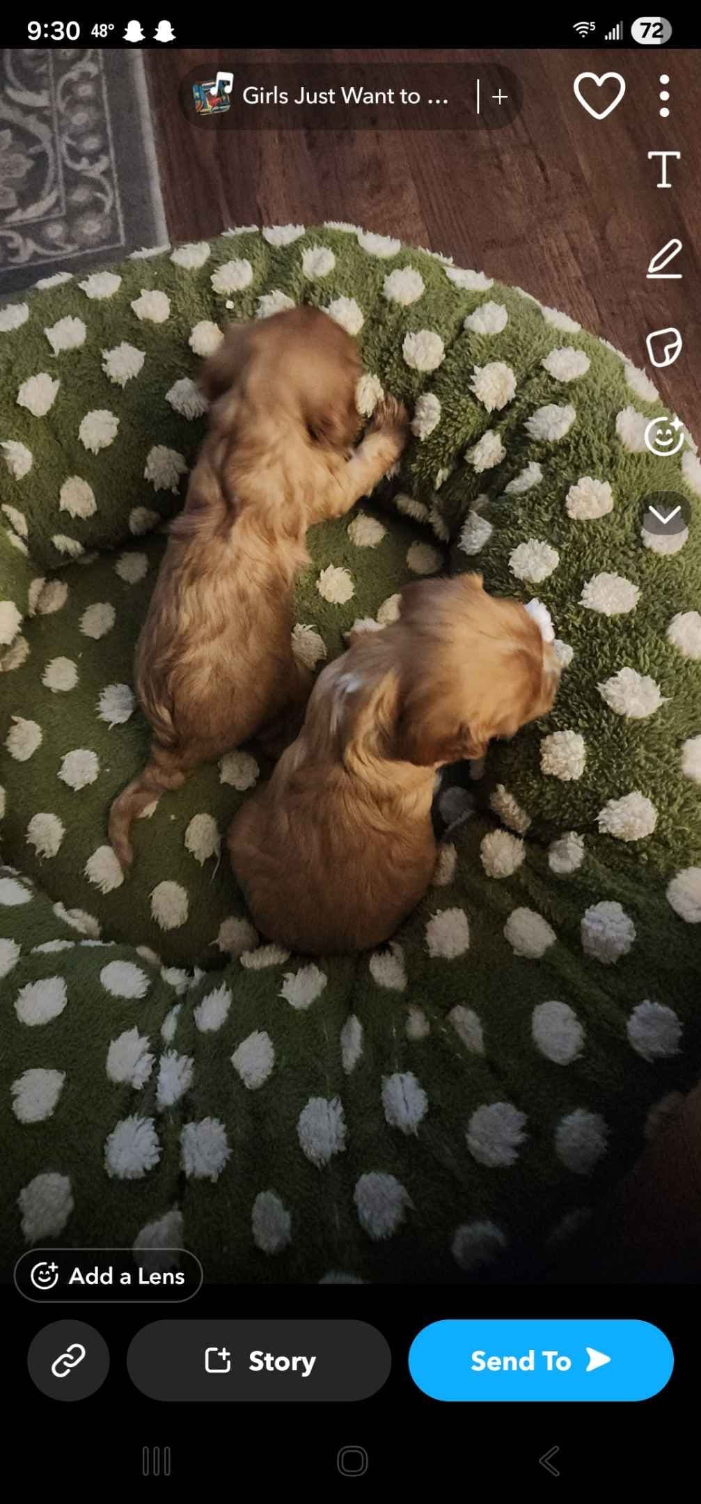 Cavalier King Charles Spaniel Puppies breeder image 1