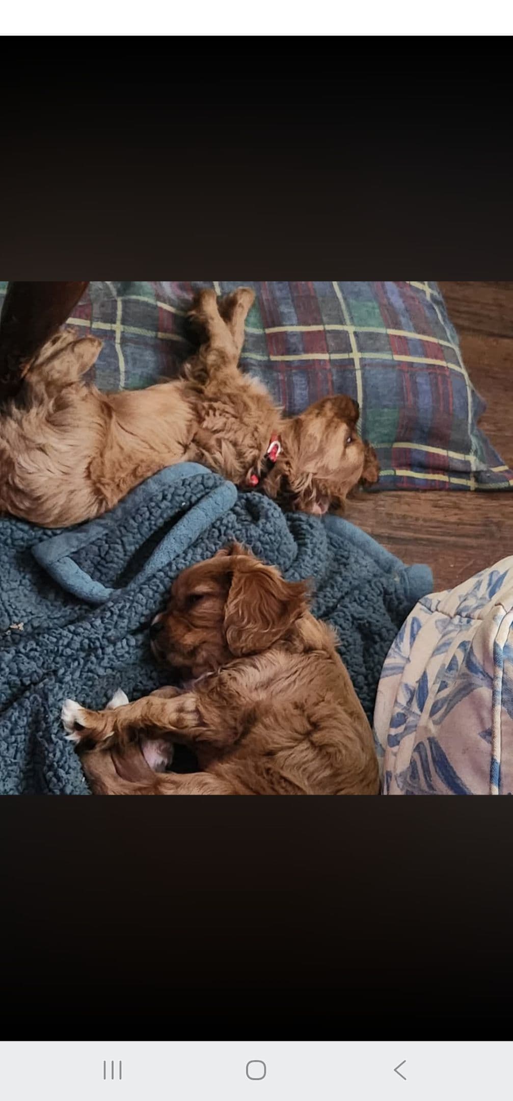 Cavalier King Charles Spaniel Puppies breeder image 22