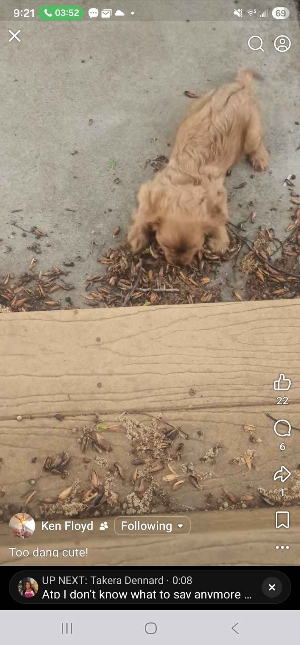 Cavalier King Charles Spaniel Puppies breeder image 23