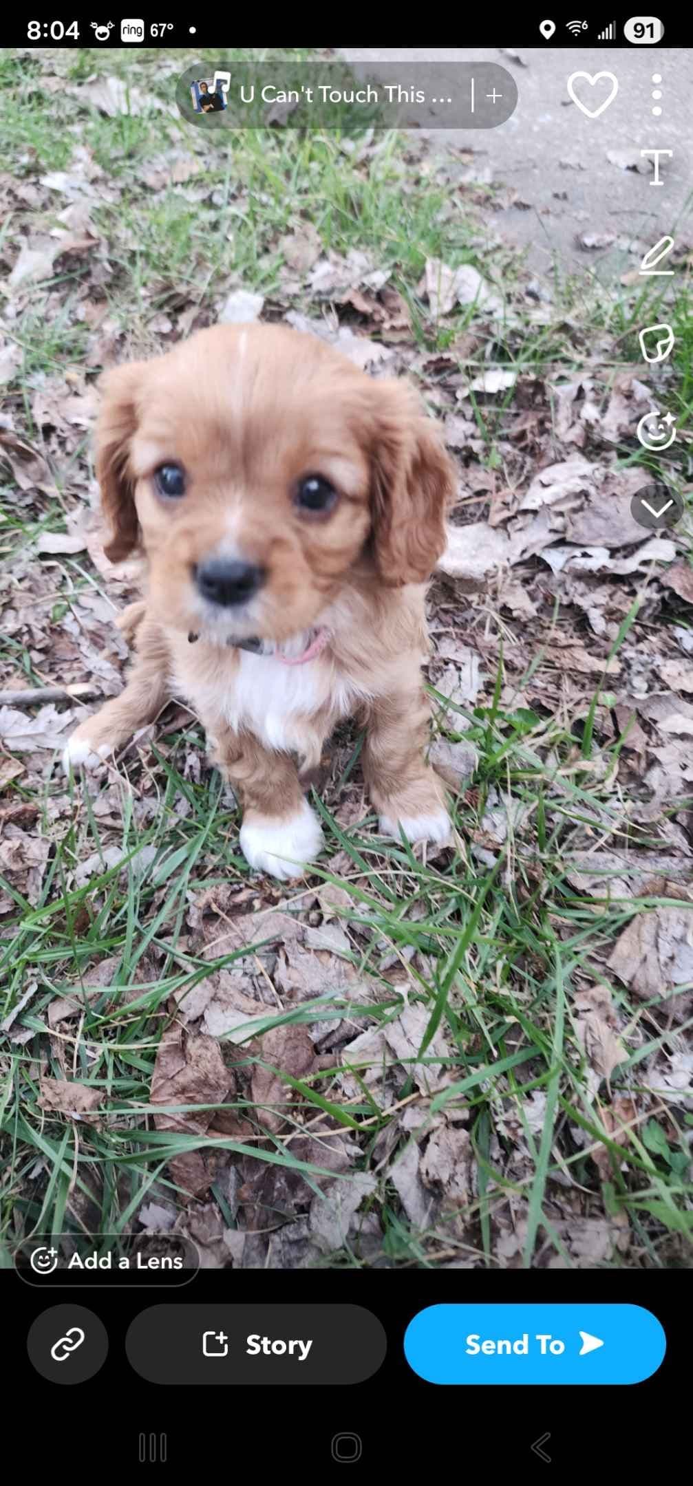 Cavalier King Charles Spaniel Puppies breeder image 30