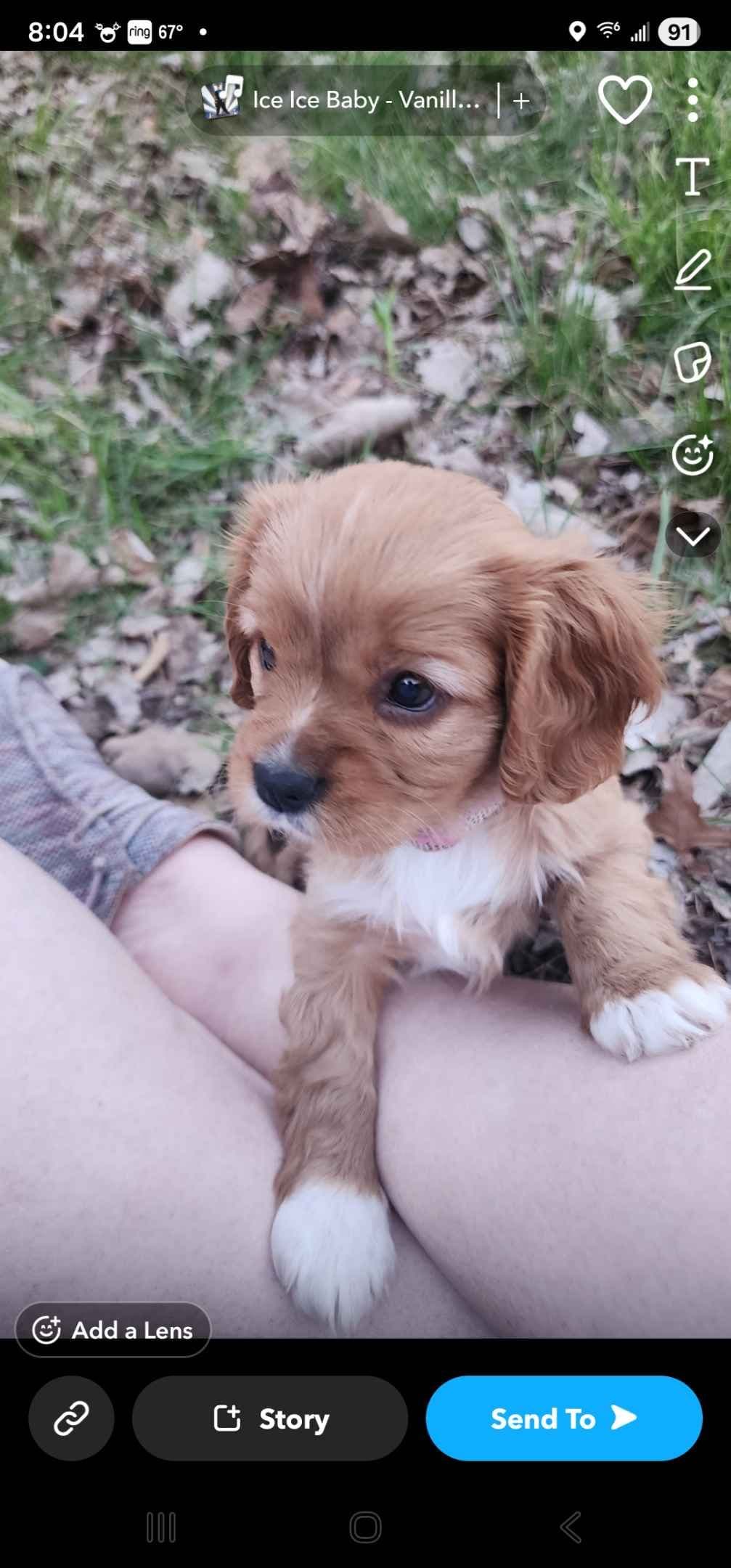 Cavalier King Charles Spaniel Puppies breeder image 25