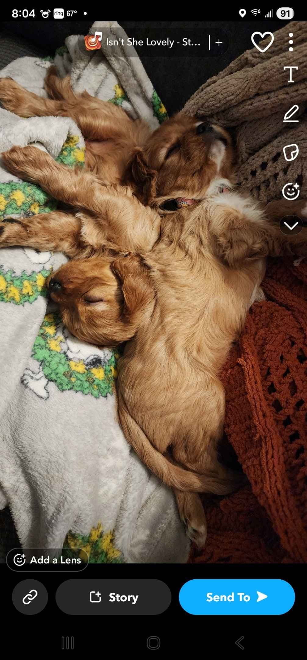 Cavalier King Charles Spaniel Puppies breeder image 26