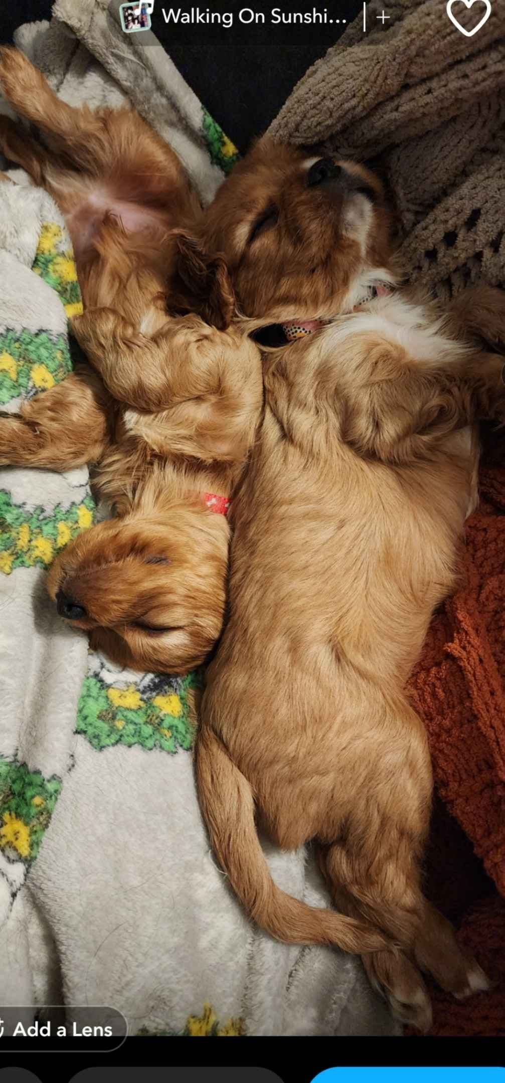 Cavalier King Charles Spaniel Puppies breeder image 28